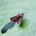 HESPERIIDAE_A, (Hesperiinae)